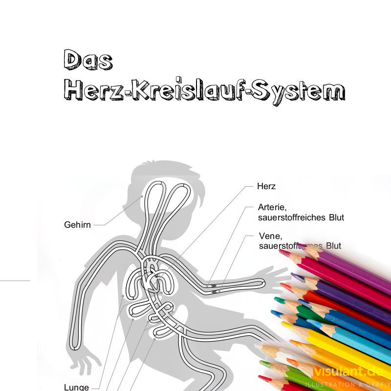 Ausmalbild HERZ-KREISLAUF-SYSTEM Ausmalbild HERZ-KREISLAUF-SYSTEM