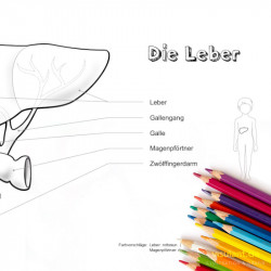 Ausmalbild LEBER